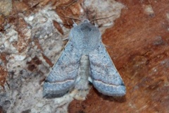 Brunbåndseljefly (Orthosia opima)