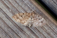 Spissvingedvergmåler (Eupithecia lanceata)