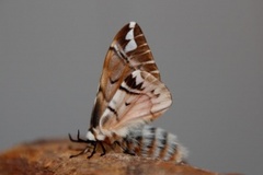 Vårspinner (Endromis versicolora)