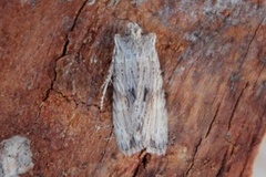 Brunt kappefly (Lithophane socia)