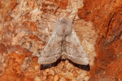 Brunbåndseljefly (Orthosia opima)