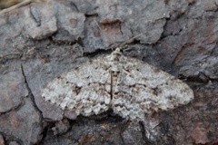 Vårbarkmåler (Ectropis crepuscularia)