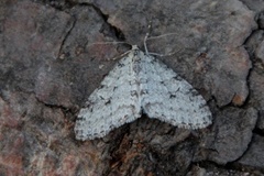 Early Tooth-striped (Trichopteryx carpinata)