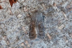 Lead-coloured Drab (Orthosia populeti)