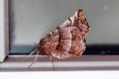 Early Thorn (Selenia dentaria)