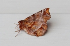 Early Thorn (Selenia dentaria)