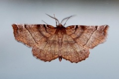 Early Thorn (Selenia dentaria)