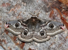 Emperor Moth (Saturnia pavonia)