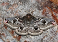 Nattpåfugløye (Saturnia pavonia)