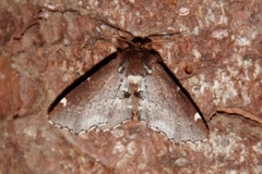 Brun vårtannspinner (Odontosia carmelita)