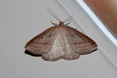 Brown Silver-line (Petrophora chlorosata)