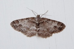 Ringed Carpet (Cleora cinctaria)