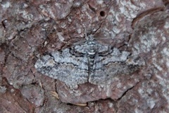 Ringed Carpet (Cleora cinctaria)