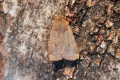 Variabelt flatfly (Conistra vaccinii)