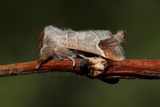 Rødflekkstjertspinner (Clostera curtula)