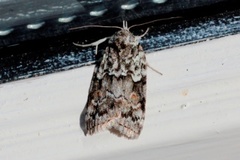 Seljeviklerfly (Nycteola degenerana)