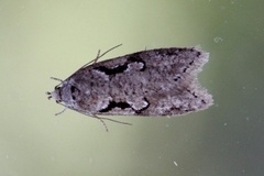 Dawn Flat-body (Semioscopis steinkellneriana)