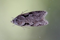 Semioscopis steinkellneriana