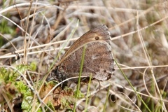 Juttas ringvinge (Oeneis jutta)