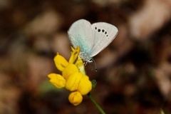 Green-underside Blue (Glaucopsyche alexis)