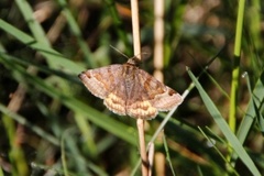 Burnet Companion (Euclidia glyphica)