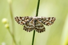 Common Heath (Ematurga atomaria)