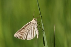 Black-veined Moth (Siona lineata)