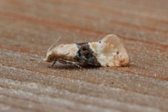 Vine Moth (Eupoecilia ambiguella)