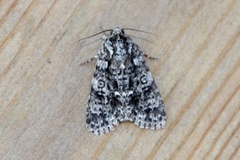 Syrekveldfly (Acronicta rumicis)