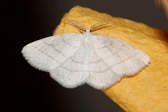 Common White Wave (Cabera pusaria)