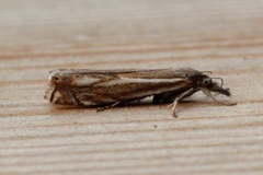 Hook-streaked Grass-Veneer (Crambus lathoniellus)