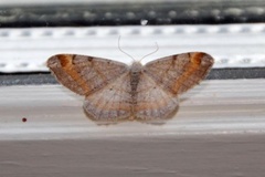 Tawny-barred Angle (Macaria liturata)