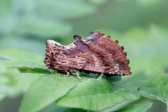 Coxcomb Prominent (Ptilodon capucina)