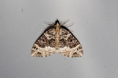 Small Phoenix (Ecliptopera silaceata)
