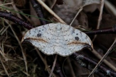 Pebble Hook-tip (Drepana falcataria)