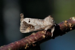 Svartflekkstjertspinner (Clostera anachoreta)