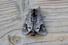Scarce Chocolate-tip (Clostera anachoreta)