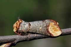 Oksehodespinner (Phalera bucephala)