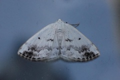 Clouded Silver (Lomographa temerata)