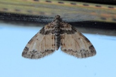 The Seraphim (Lobophora halterata)