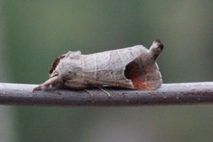 Rødflekkstjertspinner (Clostera curtula)