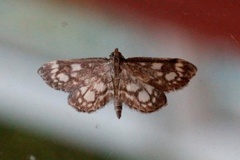 Hyllengmott (Anania coronata)