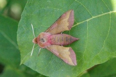 Small Elephant Hawk-moth (Deilephila porcellus)