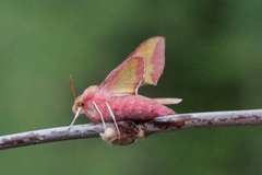 Liten snabelsvermer (Deilephila porcellus)