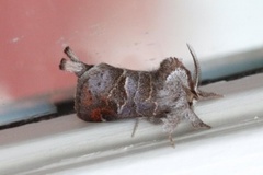 Small Chocolate-tip (Clostera pigra)