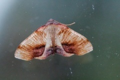 Scorched Wing (Plagodis dolabraria)