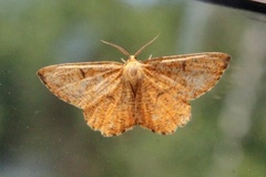 Orange Moth (Angerona prunaria)