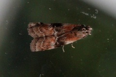 Beautiful Knot-horn (Pempelia formosa)