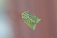 Rødfrynset båtfly (Pseudoips prasinana)