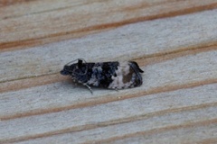 Black-spot Marble (Hedya atropunctana)